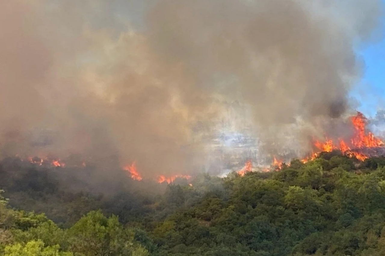 Manisa'da orman yangını