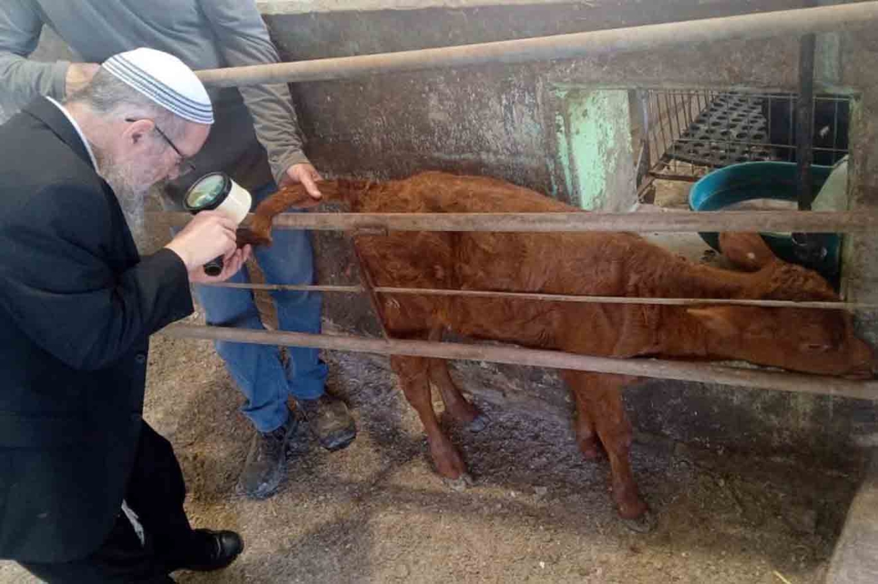 Siyonistlerin ″kızıl düve″ sevinci: Mescid-i Aksa'ya yönelik planlarda yeni aşama