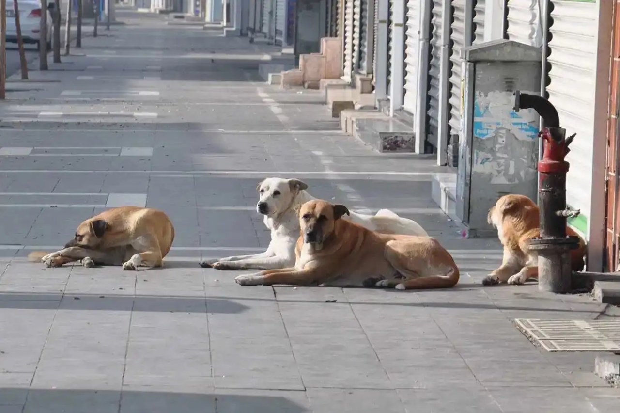 Başıboş köpek saldırıları: 2 belediye başkanına soruşturma