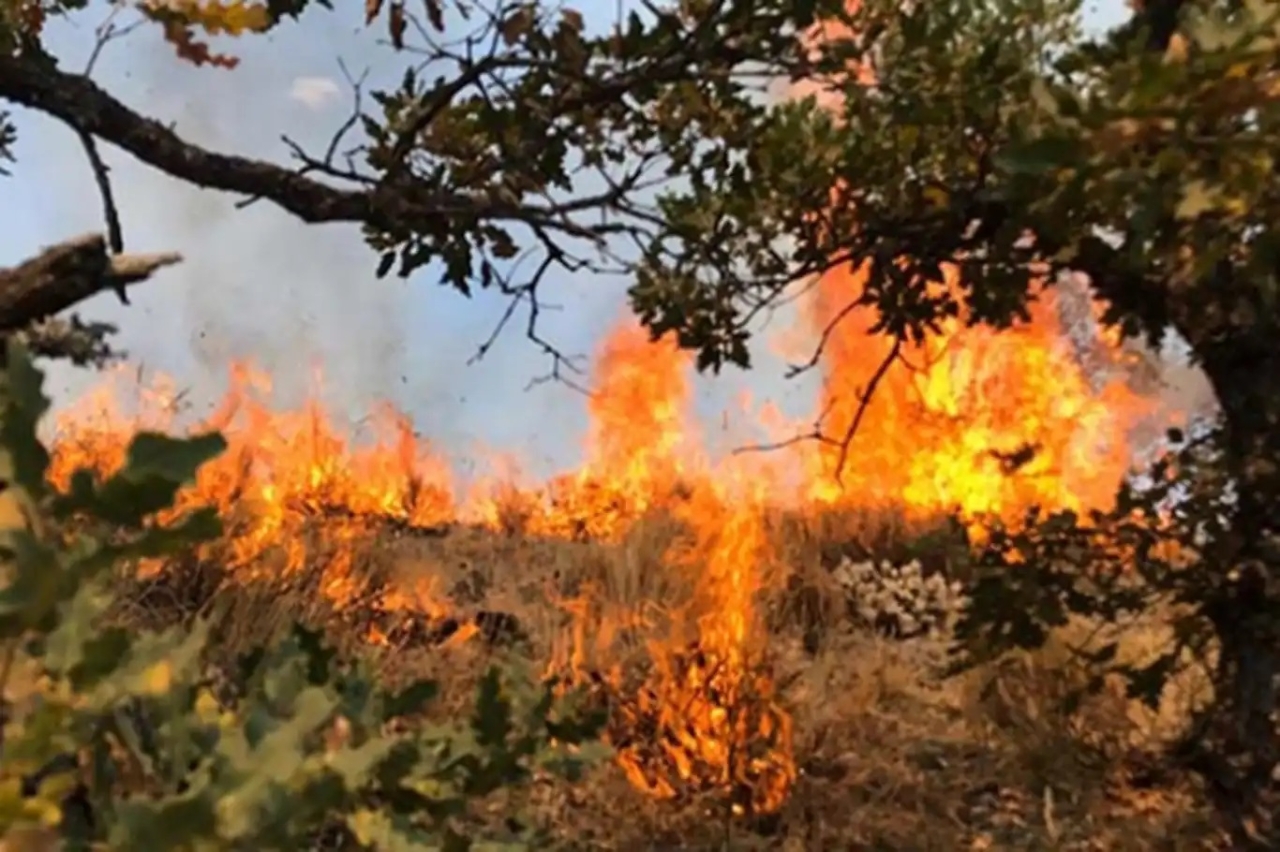 İzmir'in Bergama ilçesinde orman yangını