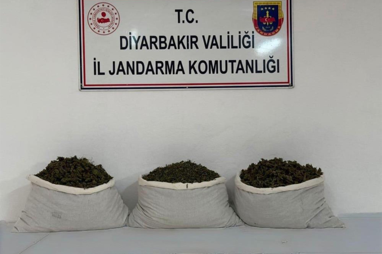 Diyarbakır’da 253 bin 752 kök kenevir ele geçirildi: 25 şüpheliye yasal işlem