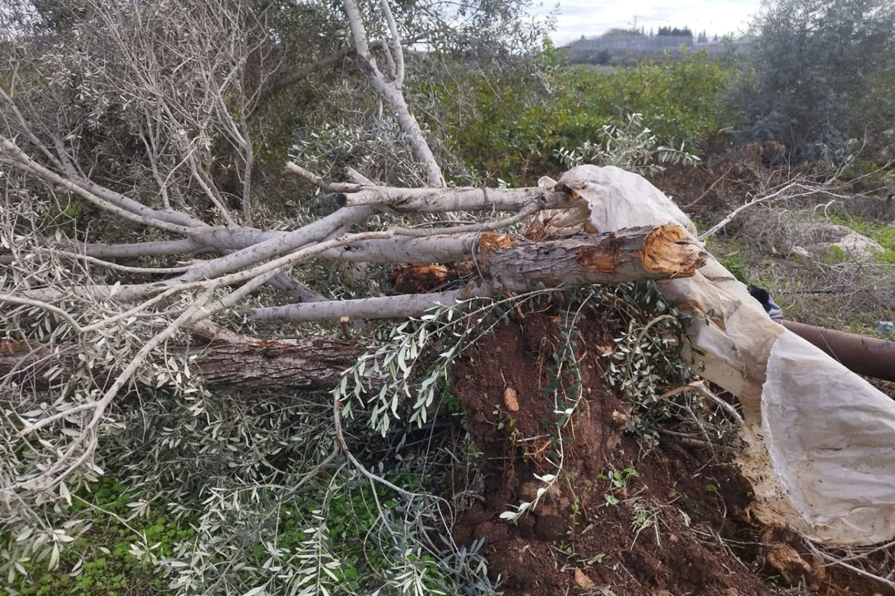 Siyonist yerleşimcilerden zeytin sezonunda saldırı: 45 binden fazla ağaç zarar gördü