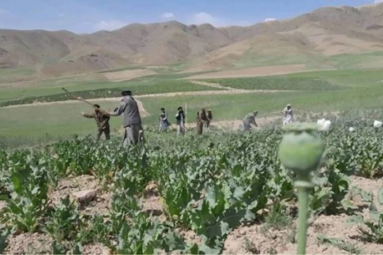 Afganistan'da 3 bin dönüm haşhaş tarlası imha edildi