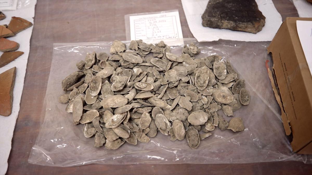 Aydın'daki Tepecik Höyüğü'nde 3 bin 500 yıllık midye kabukları bulundu