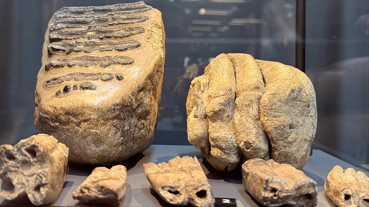 Samsun'da 14 yıl önce tesadüfen bulunan mamut fosilleri sergilenmeye başlandı