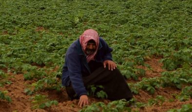İsrail’in tarım arazilerine kimyasal saldırıları Gazze’de kanser riskini artırıyor