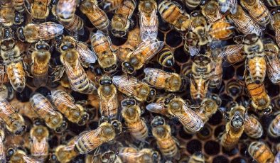 ABD’de ailesine “canavar gördüğünü” söyleyen küçük kızın odasından 60 binden fazla arı çıktı