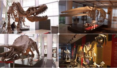 Milyonlarca yıllık fosillerin sergilendiği Biyoçeşitlilik Bilim Müzesi açılışa hazırlanıyor