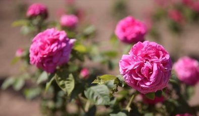 Osmanlı’nın “gül bahçesi” Edirne’de yine her yerde güller açacak